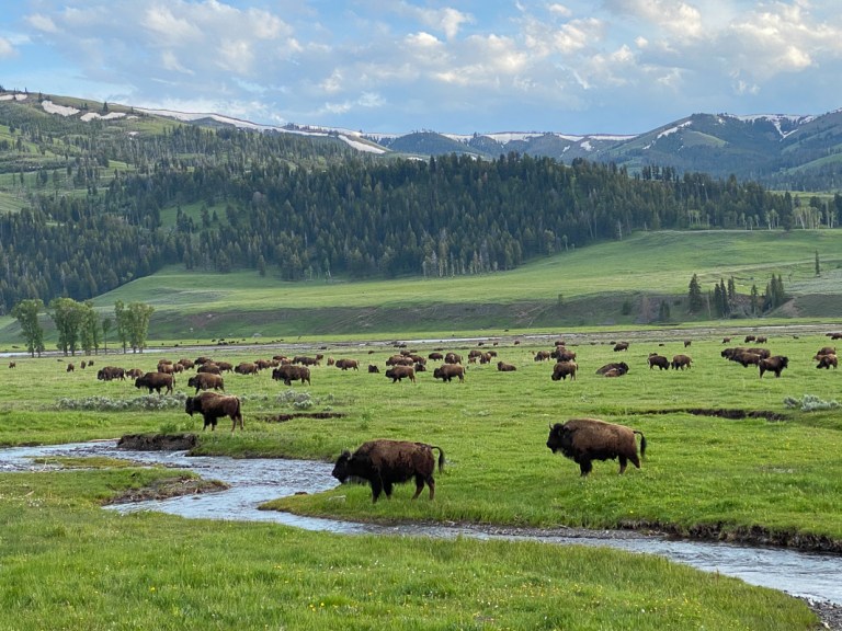 What to See in North Yellowstone National Park